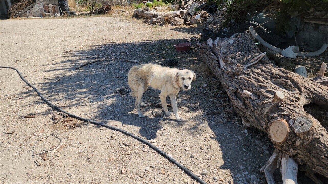 Amasya'nın Suluova ilçesinde, bağlandığı kamyonetin peşinde sürüklenerek götürülen köpek, Doğa...