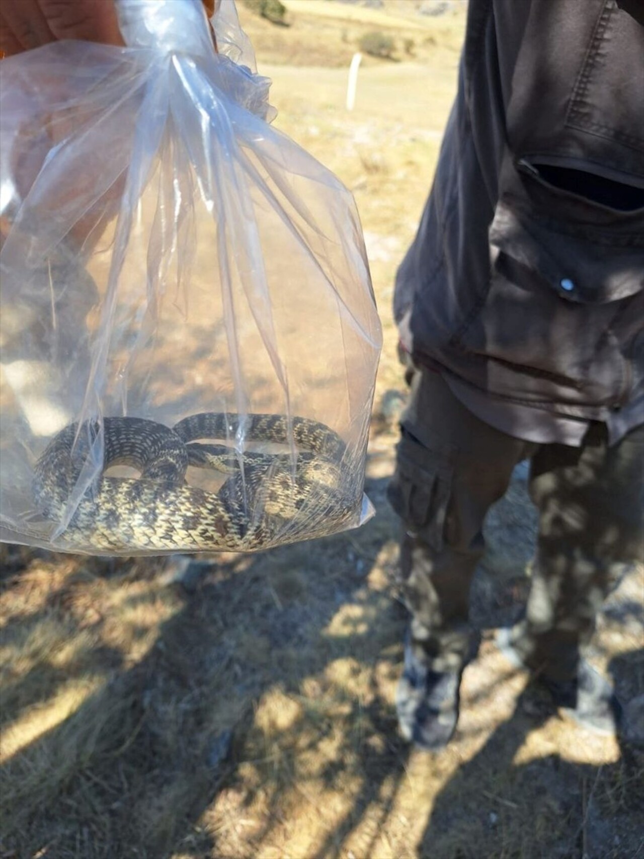 Çorum'un Alaca ilçesinde, arkeolojik kazı yapılan alanda küpün içine giren yılan, itfaiye...