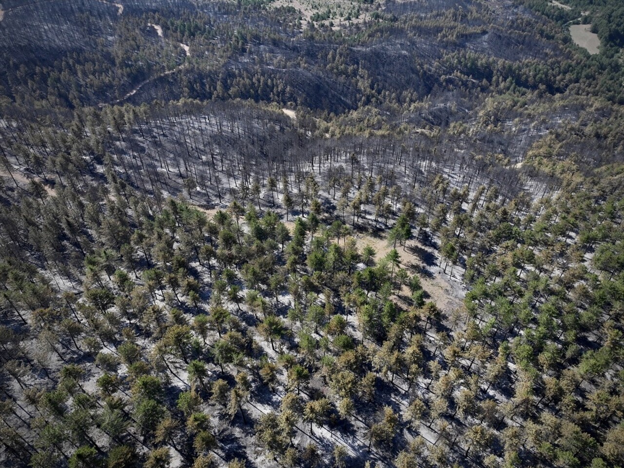 Çankırı'nın Ilgaz ilçesinde kontrol altına alınan orman yangınında soğutma çalışmaları devam...