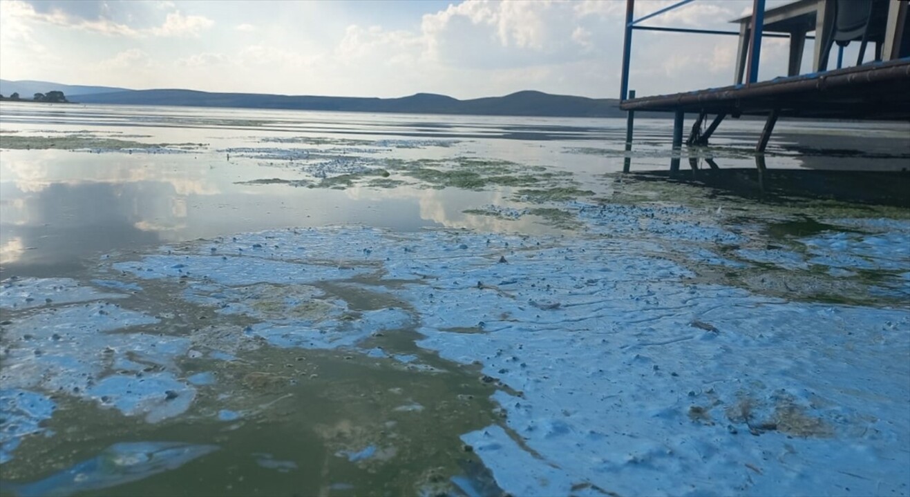 Ardahan'da hava sıcaklığının etkisiyle, Çıldır Gölü'nde yosun oluştu.