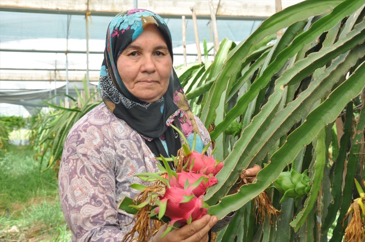 Mersin'in Silifke ilçesinde yaş meyve ve sebze ürünlerine alternatif olması amacıyla örtü altında...