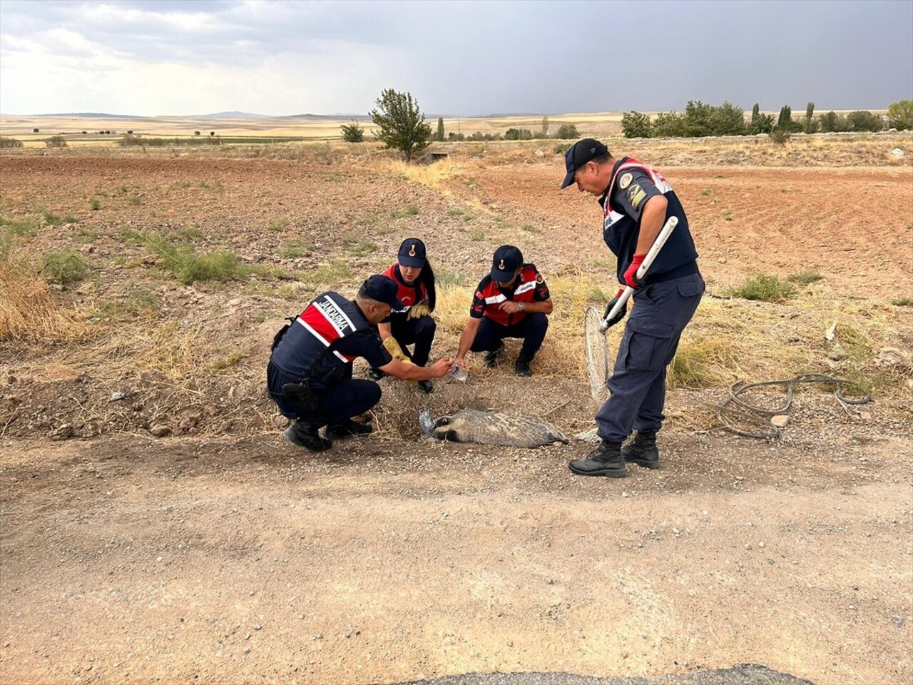 Kırıkkale'nin Karakeçili ilçesinde yaralı halde bulunan bal porsuğu tedavi altına alındı.