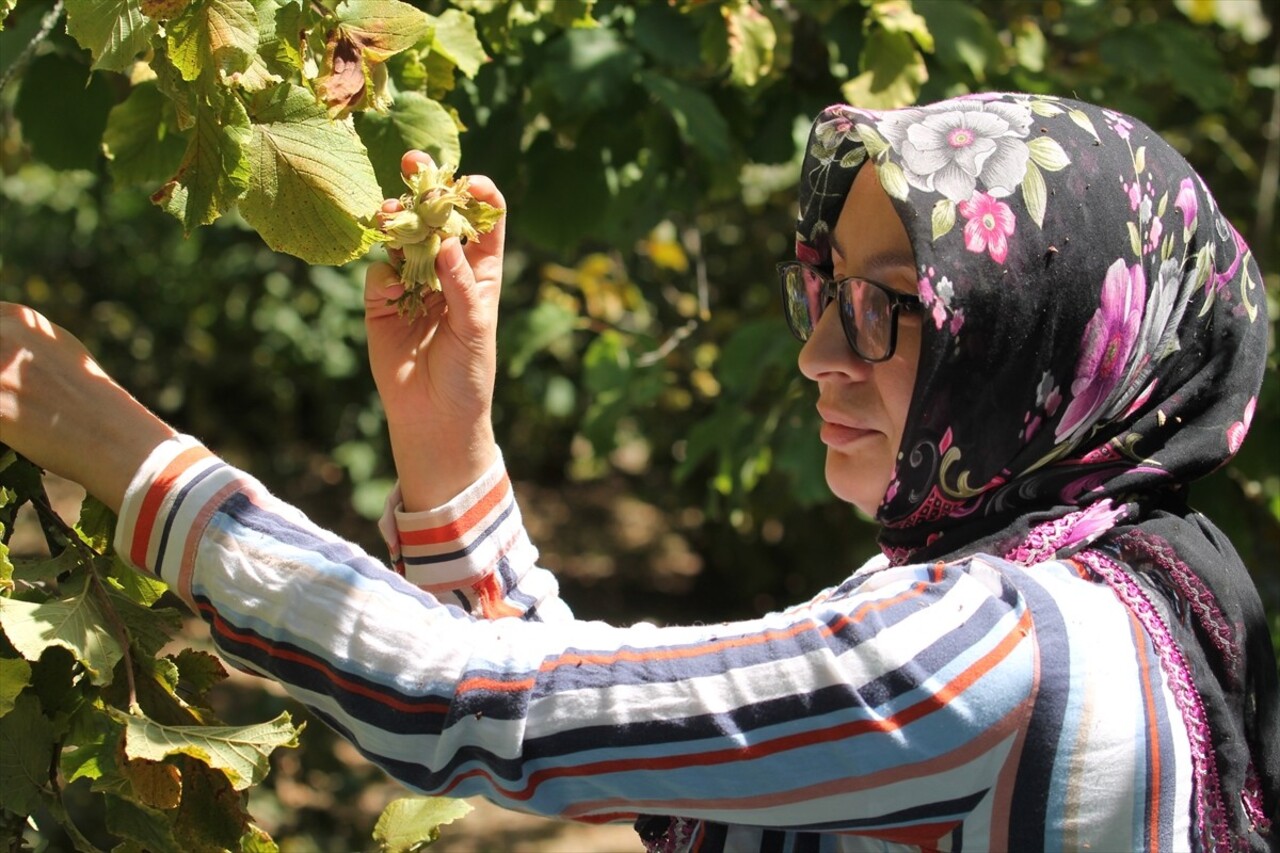 Bolu'nun Mudurnu ilçesine bağlı Taşkesti beldesinde hazırlıklarını tamamlayan üreticiler...