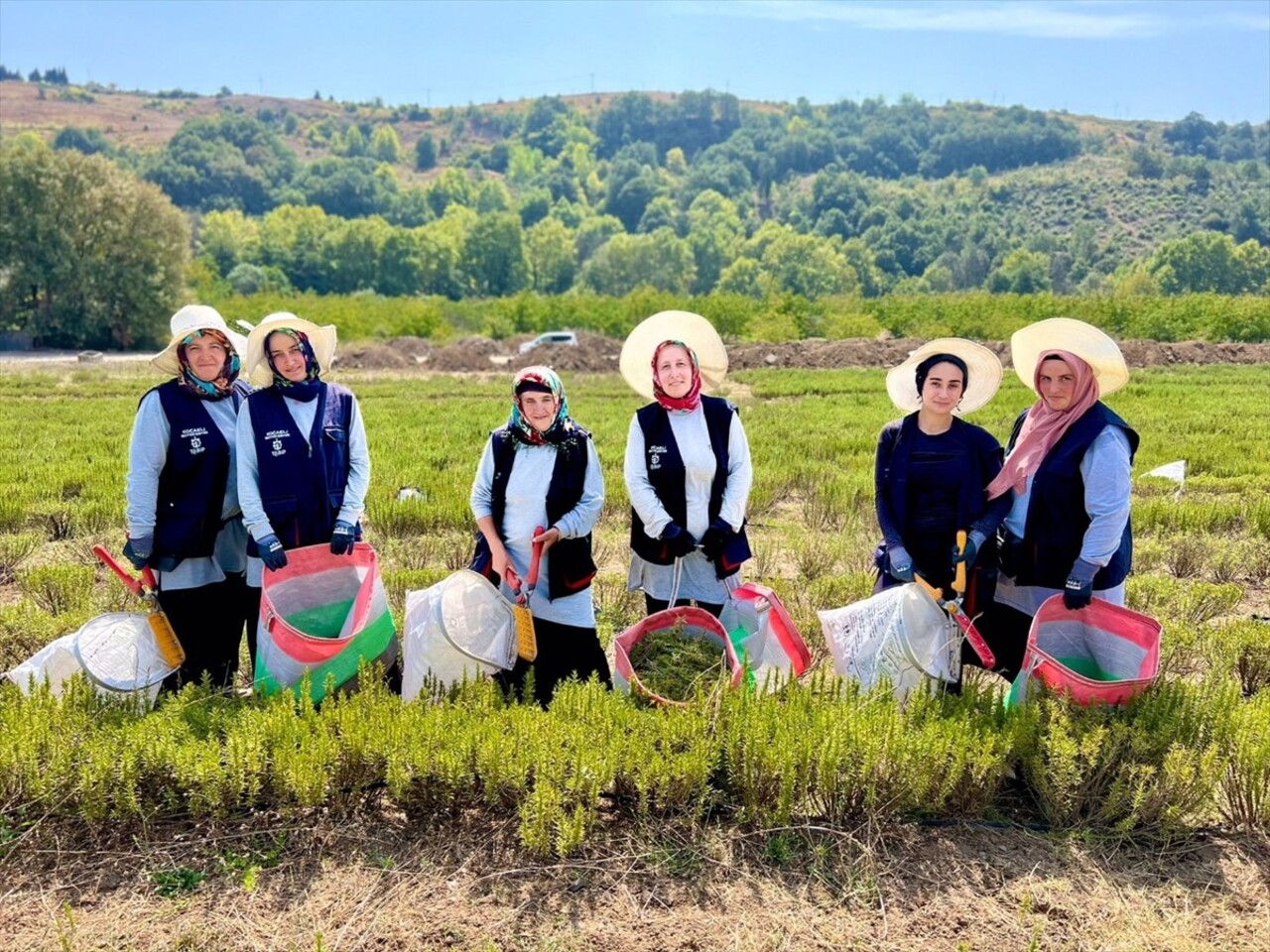 Kocaeli Büyükşehir Belediyesi tarafından hayata geçirilen "Tıbbi ve Aromatik Bitki Yetiştiriciliği...