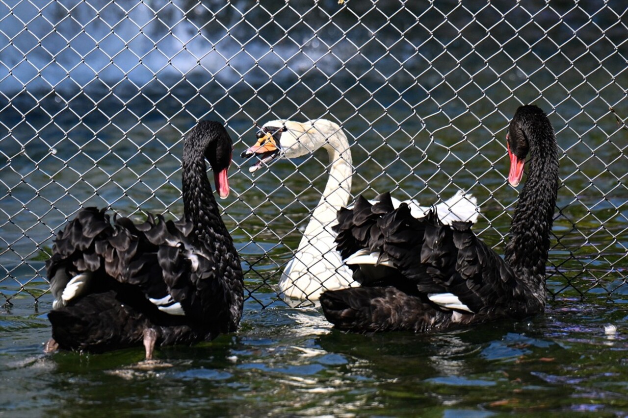 Ankara'nın simgelerinden Kuğulu Park'ta, yavrularını korumak ve bölgelerini sahiplenmek amacıyla...