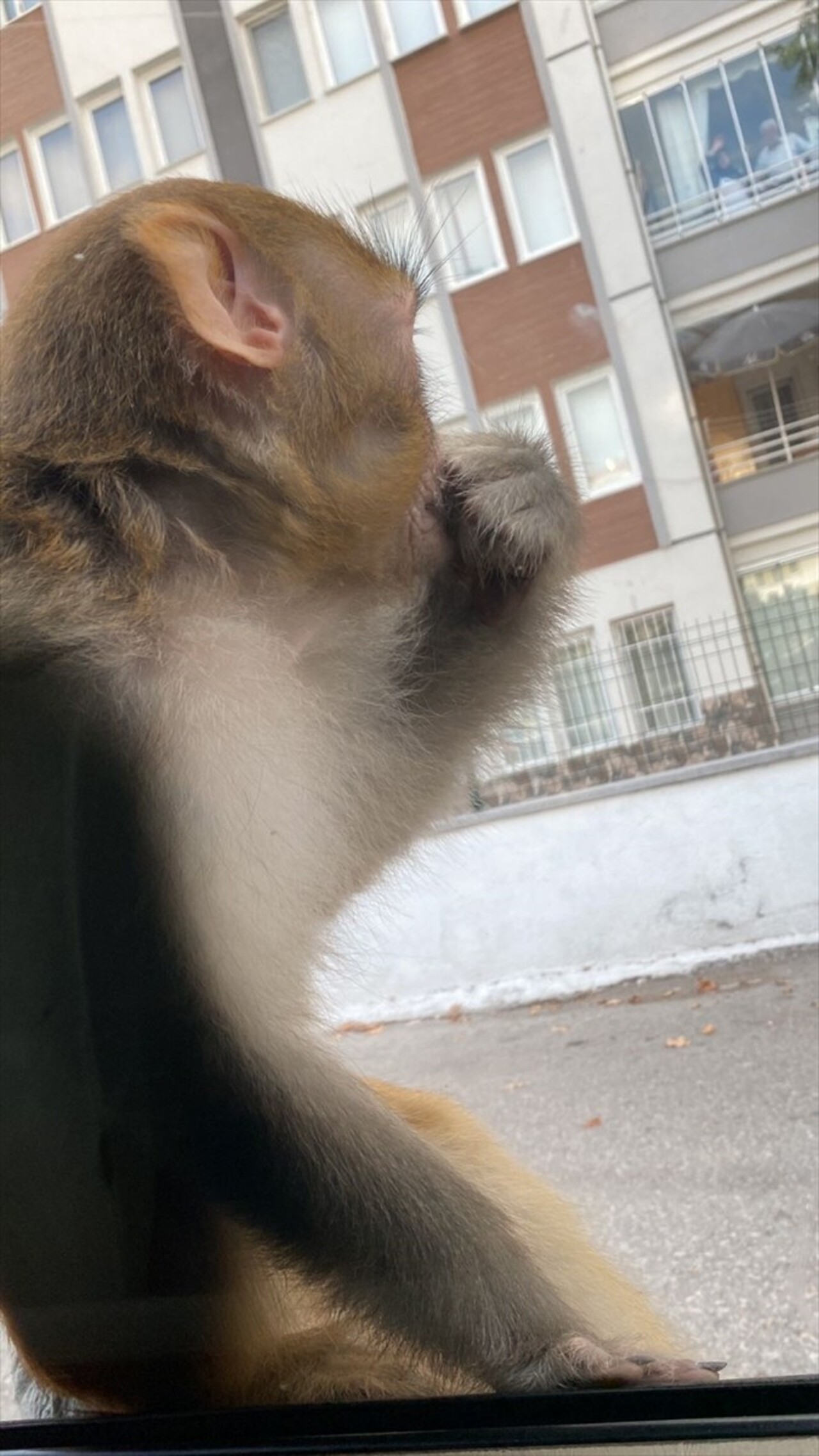 Çorum'da bir maymunun dizinden ısırması sonucu yaralanan genç kız, hastaneye kaldırıldı.