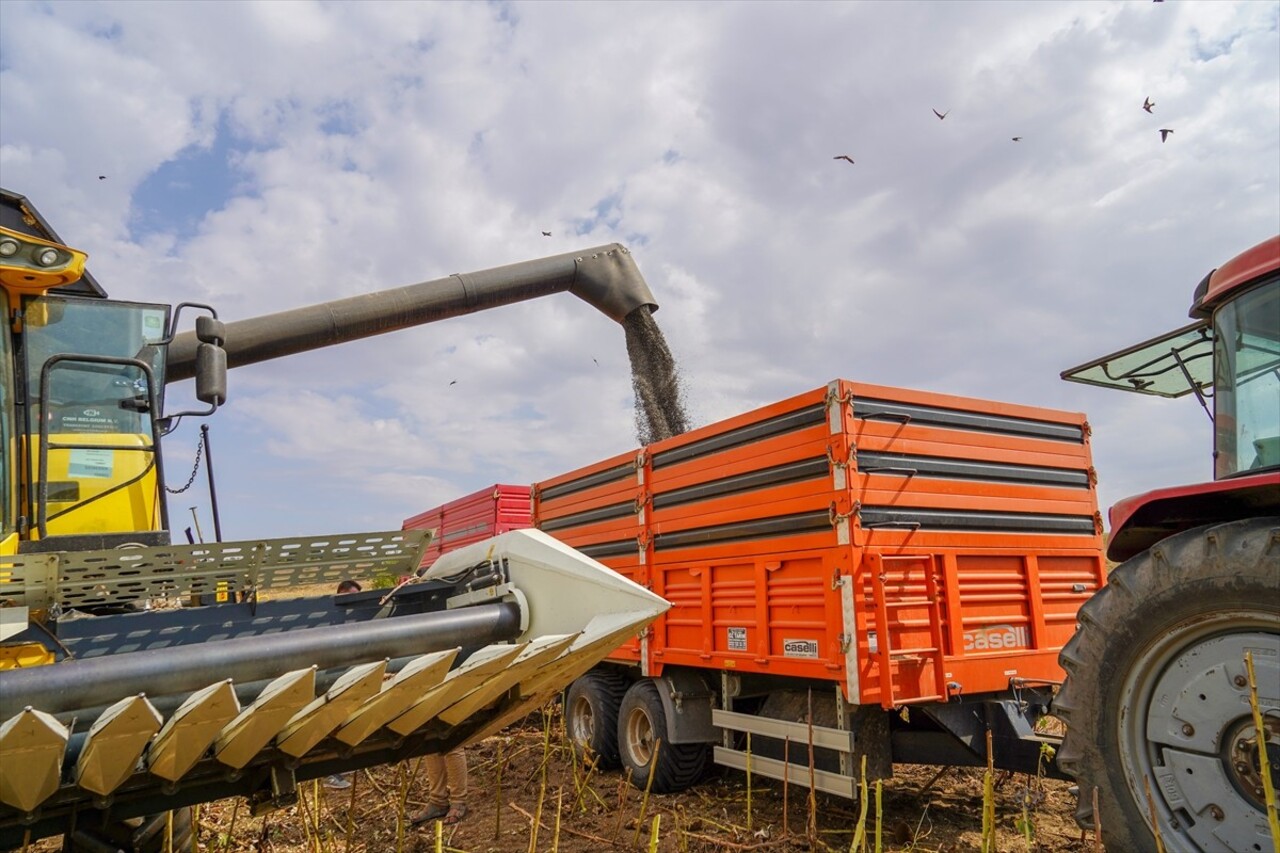 Türkiye'nin önemli ayçiçeği üretim merkezlerinden Edirne’de ayçiçeği hasadı devam...