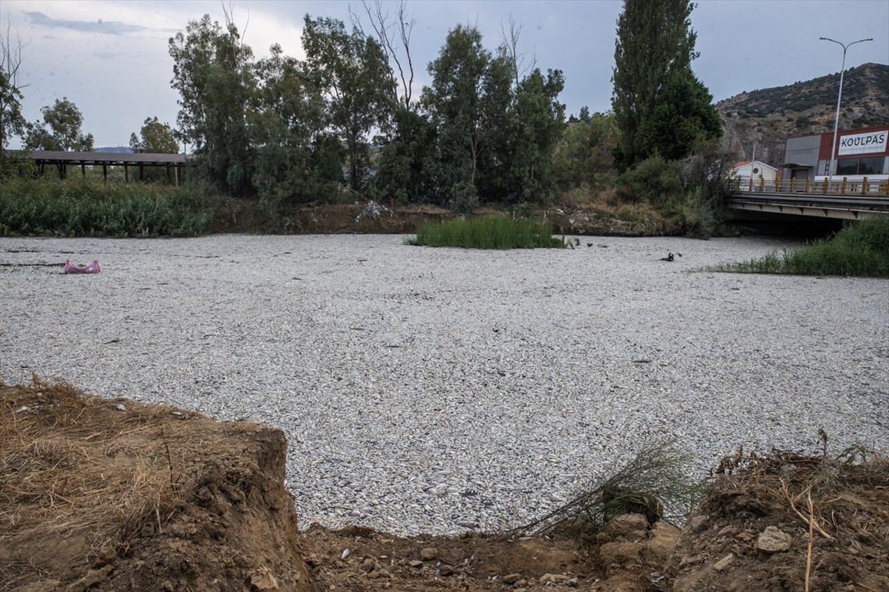 Yunanistan'ın orta kesiminde bulunan Volos kentinde 27 Ağustos'ta binlerce ölü balığın deniz...