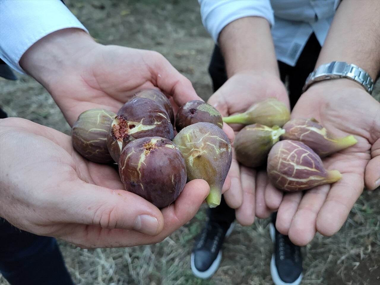 Samsun'un Tekkeköy ilçesinde mor patlıcan incirinin hasadına başlandı. 