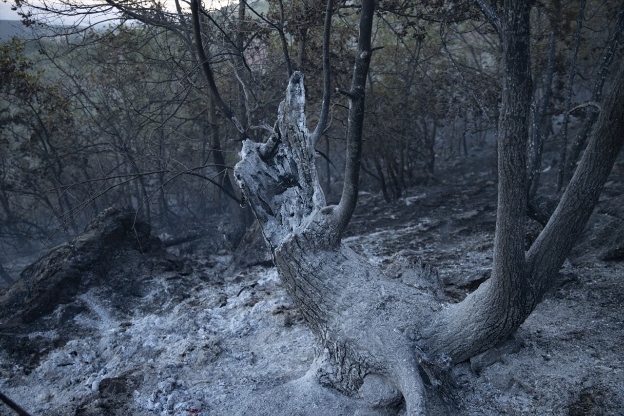 Tunceli'de ormanlık alanda çıkan yangın ekiplerin çalışmasıyla söndürüldü.