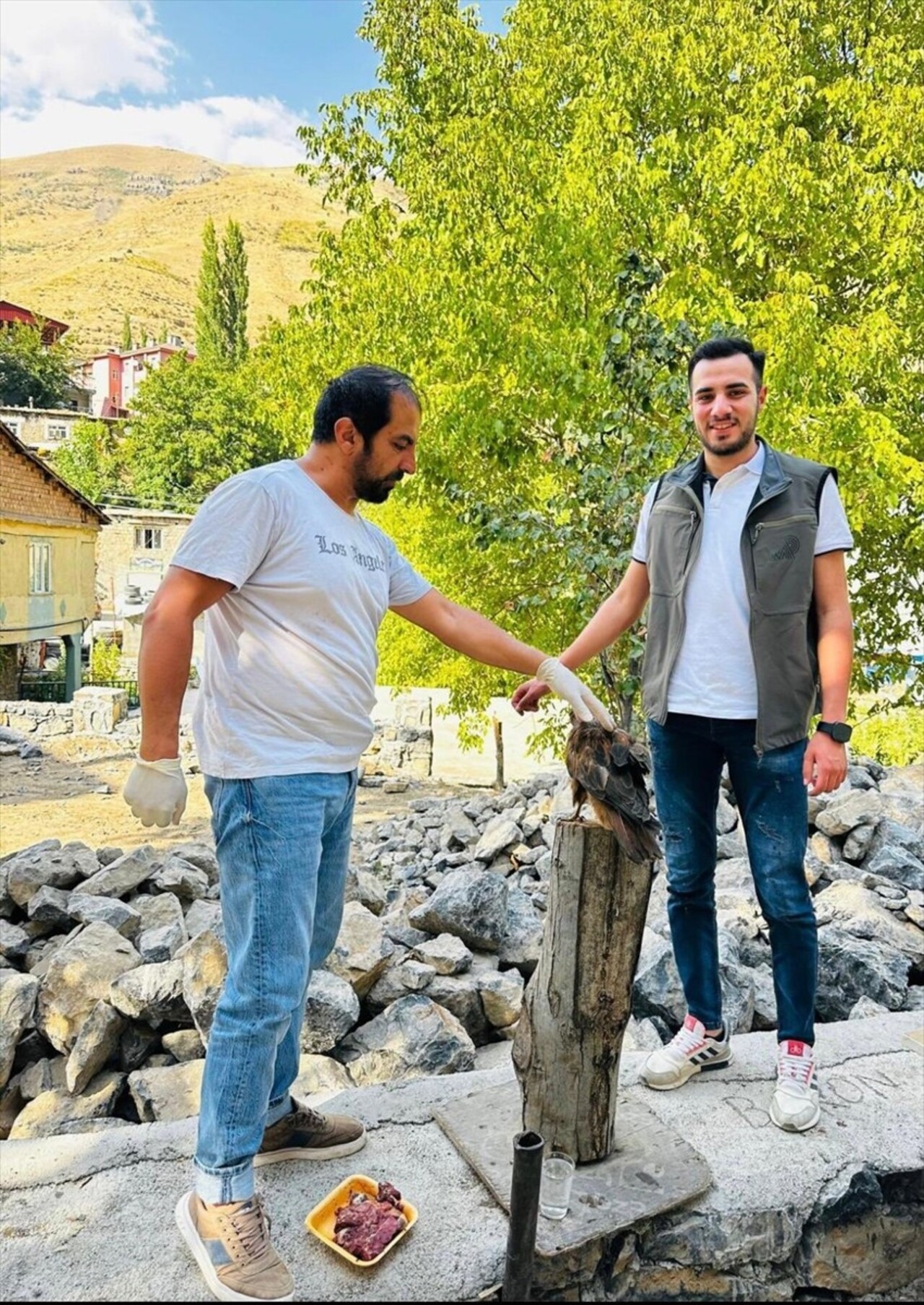 Şırnak'ın Uludere ilçesinde, arazide yaralı halde bulunan kaya kartalı tedavi altına...