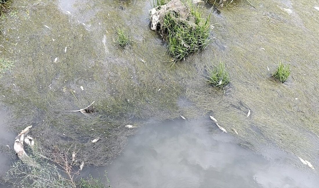 Amasya'da Yeşilırmak Nehri'nde meydana