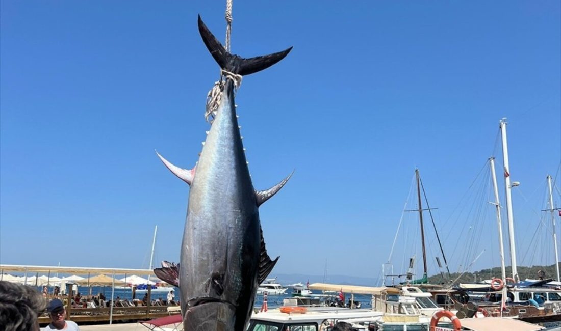 Bodrum'da 4 amatör balıkçı,