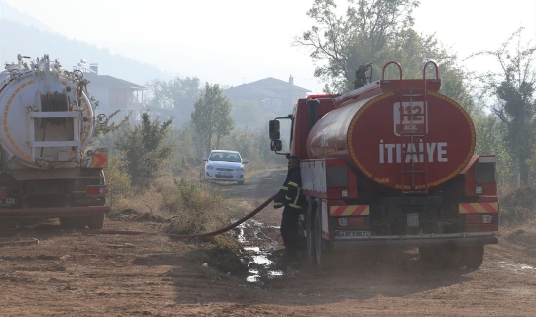 Çankırı'nın Ilgaz ilçesindeki orman