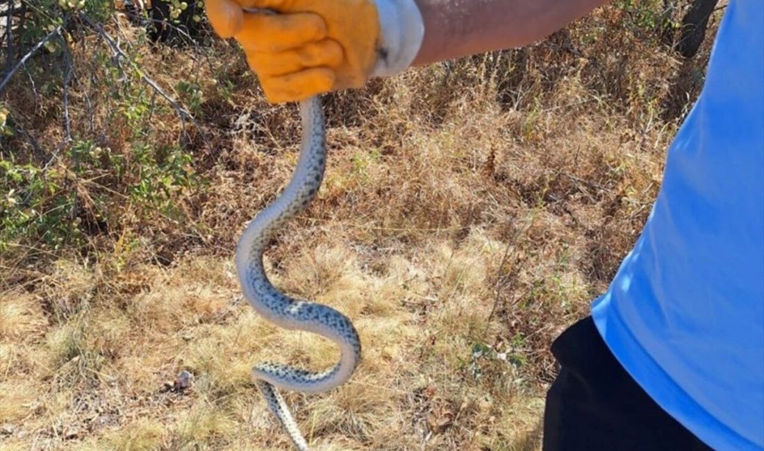 Çorum Alaca'da arkeolojik kazıda