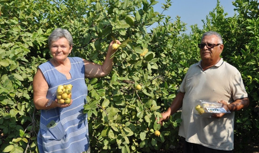 Mersin'in Silifke ilçesinde guava