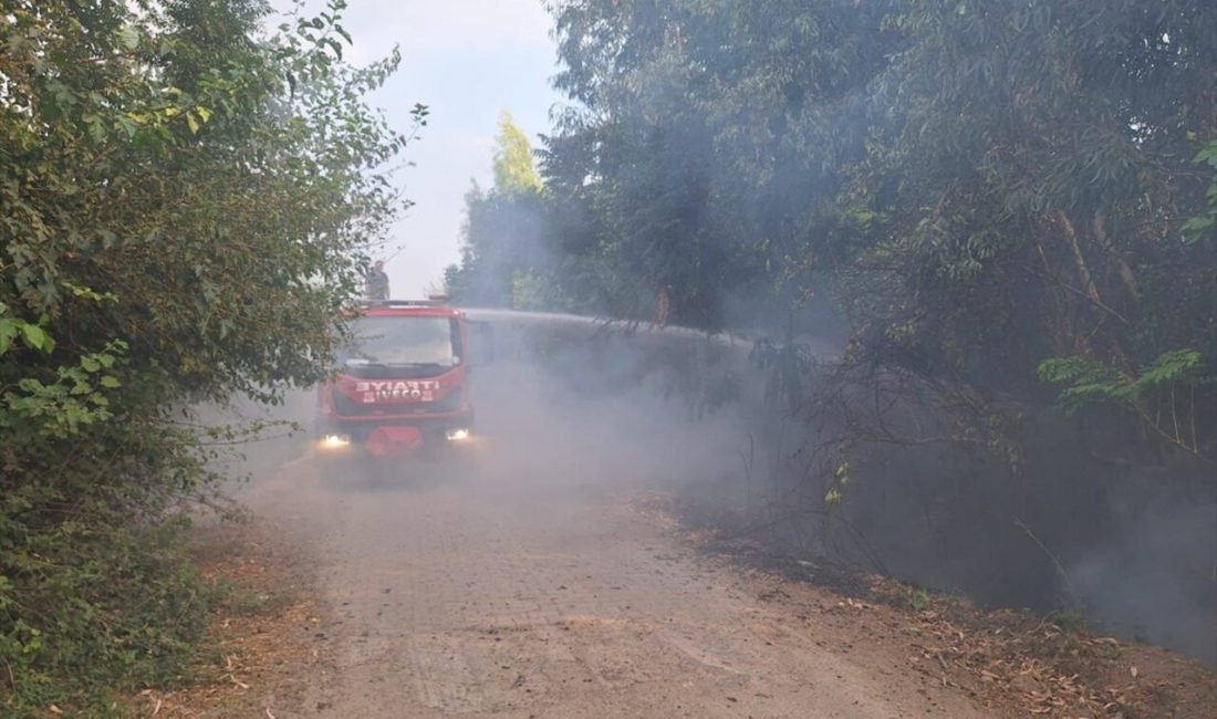 Osmaniye'nin Kadirli ilçesindeki orman