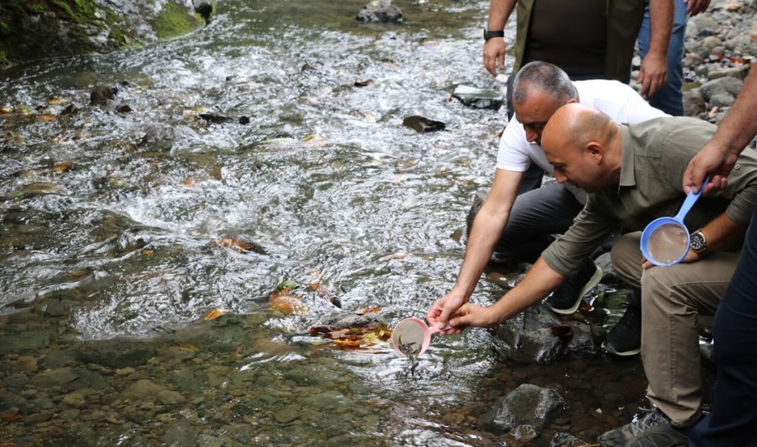 Samsun'un Salıpazarı ilçesinde 5