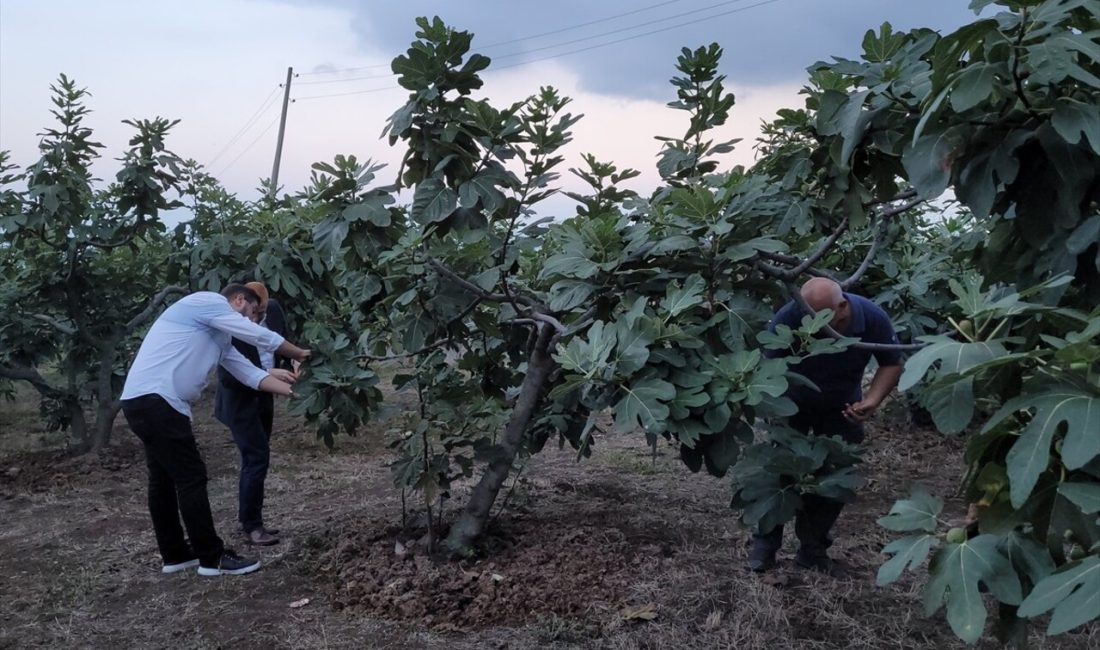 Samsun'un Tekkeköy ilçesinde mor