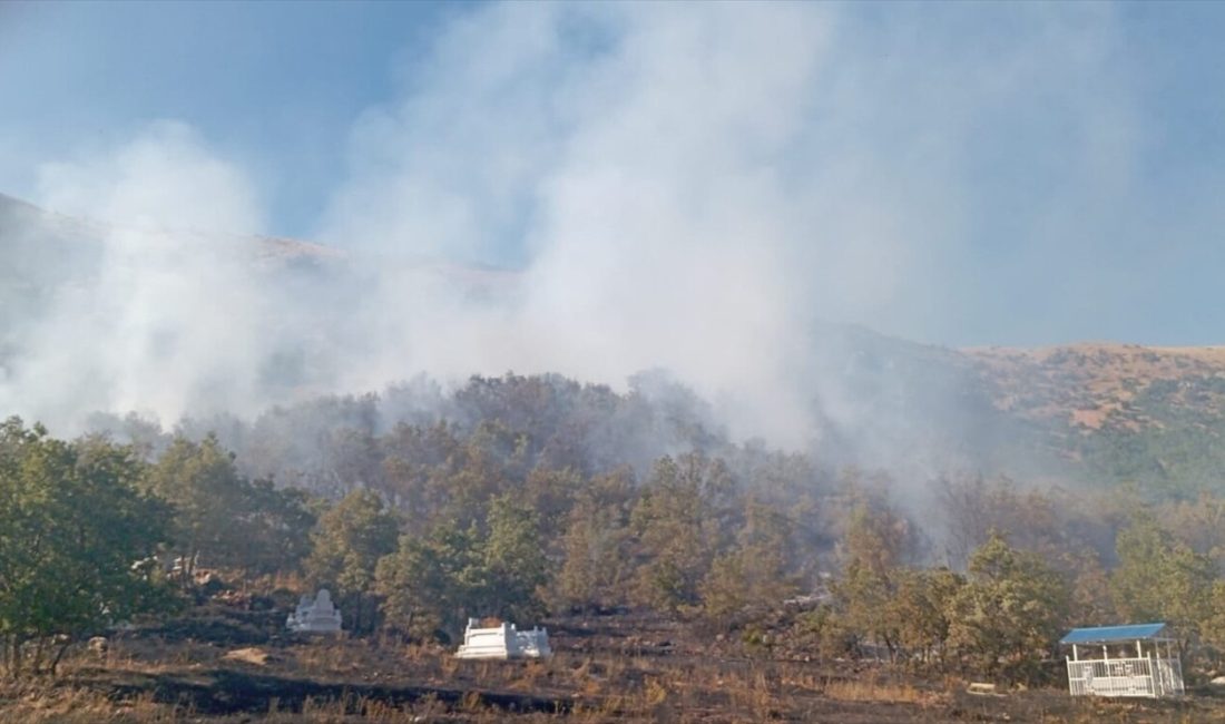 Tunceli'nin Sütlüce bölgesindeki ormanlık