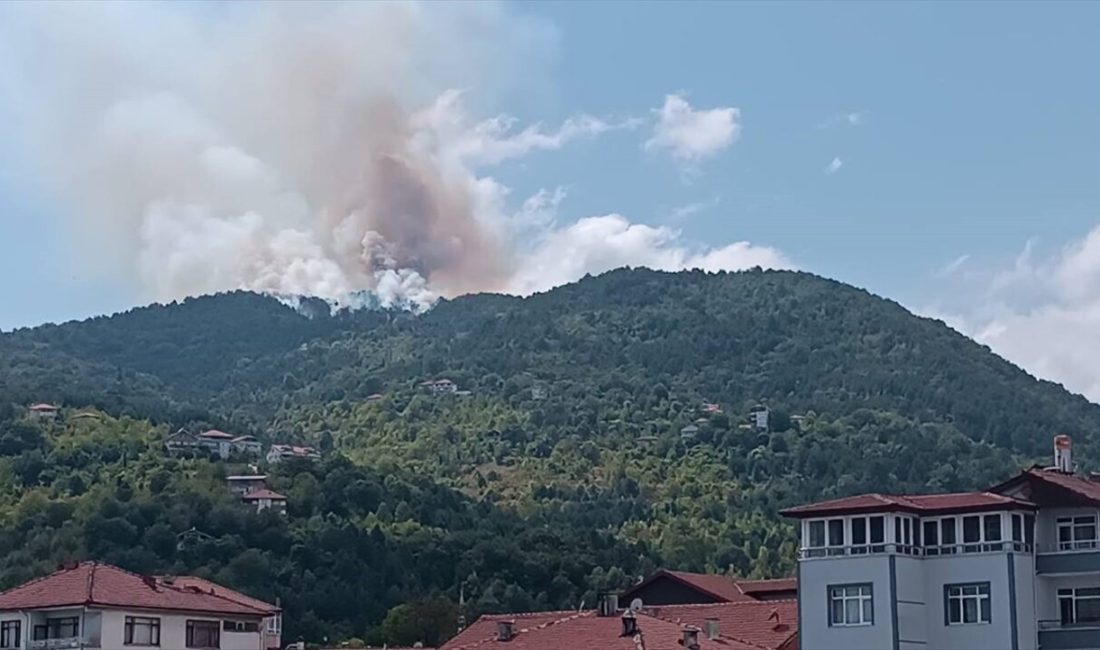 Zonguldak'ın Devrek ilçesinde ormanlık