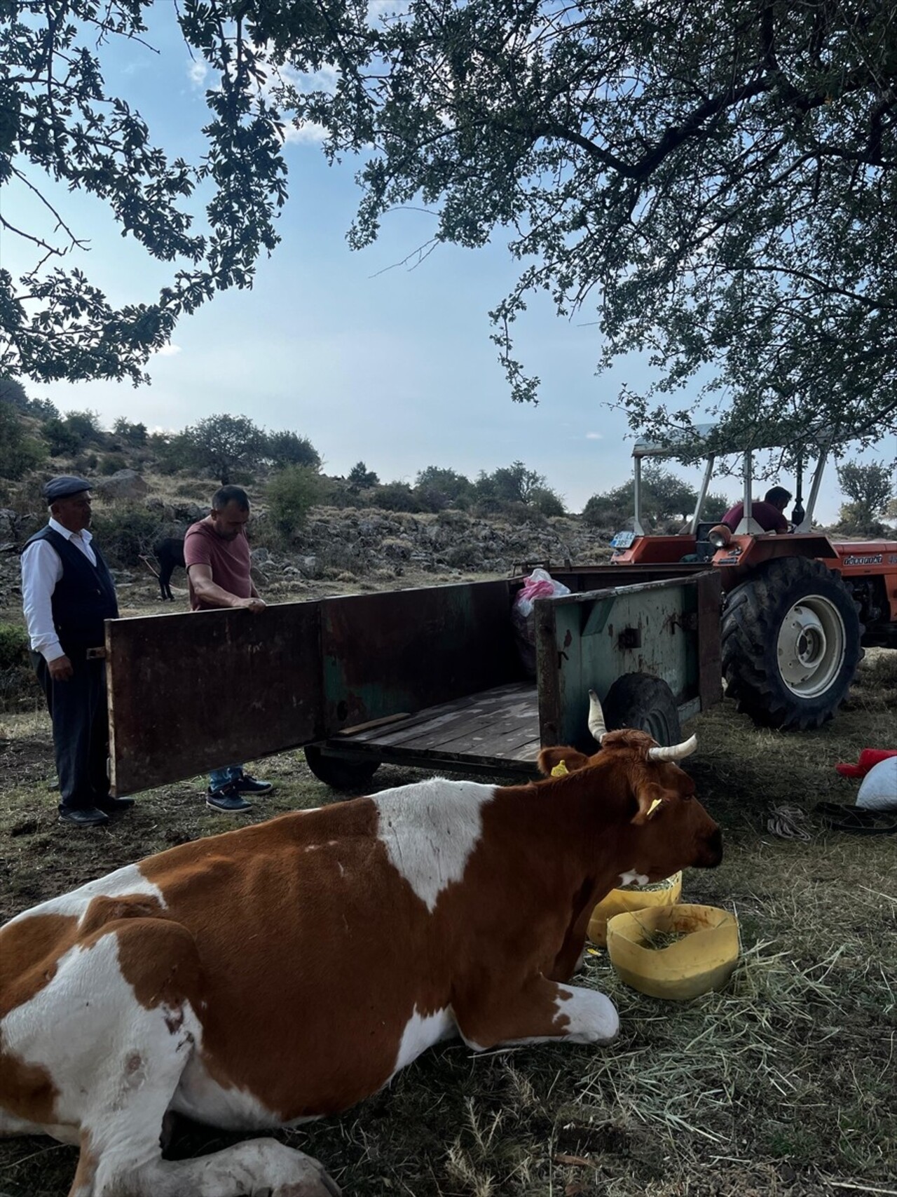 Afyonkarahisar'da yaylada eğimli arazide yuvarlanan bir inek, 1,5 kilometrelik yol açılarak...