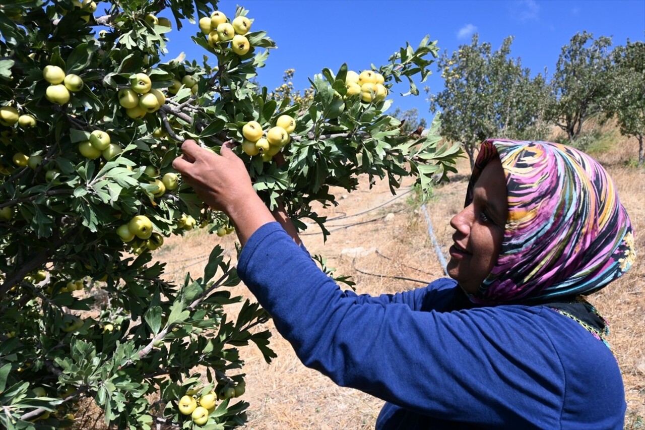 Hatay'ın Belen ilçesinde yetiştirilen alıçlar hasat edildi. Hasada, Belen Kaymakamı Mahmut Sami...