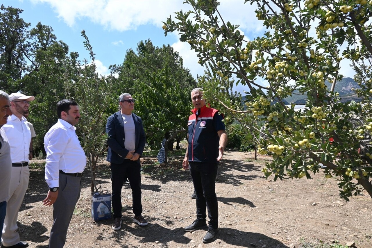 Hatay'ın Belen ilçesinde yetiştirilen alıçlar hasat edildi. Hasada, Belen Kaymakamı Mahmut Sami...