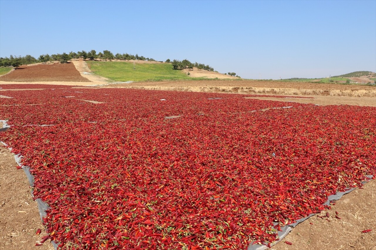 Türkiye'nin önemli kırmızı biber üretim merkezlerinden Kilis'te biber hasadı ve kurutma işlemleri...