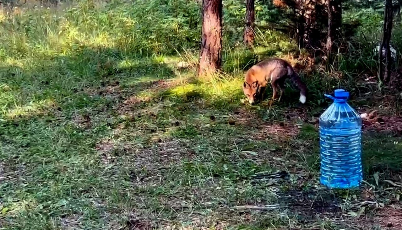 Kars’ın Sarıkamış ilçesinde piknik yapan vatandaşların et ve ekmekleri alan kızıl tilki, bölgeden...