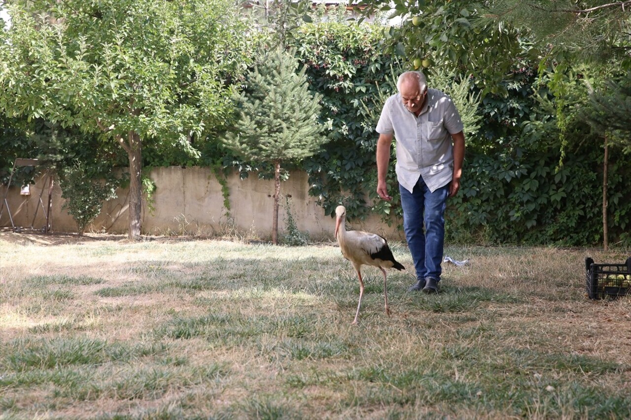 Kahramanmaraş'ın Göksun ilçesinde yuvasından düşerek kanadını yaralayan leylek yavrusu tedavi...