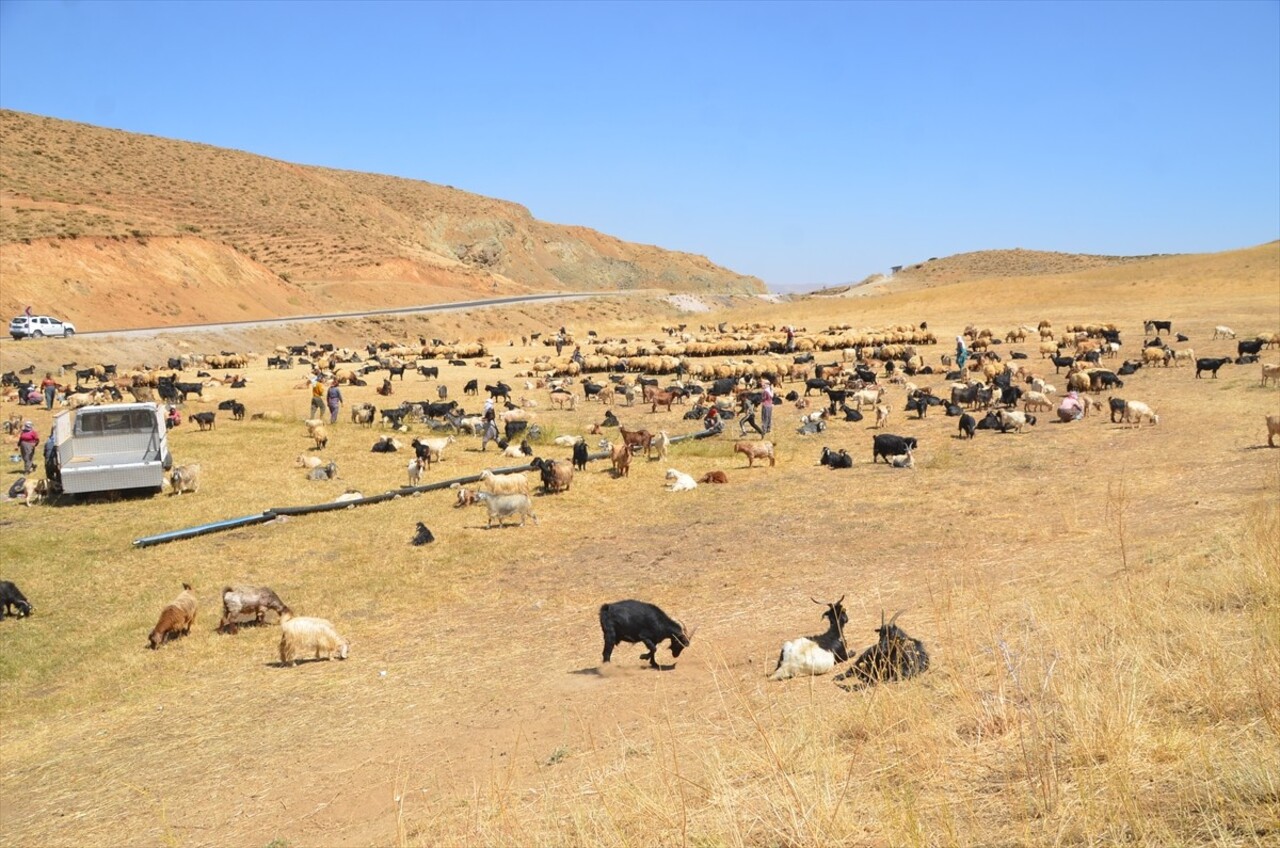 Hakkari'nin Yüksekova ilçesinde berivanlar, günün ilk ışıklarıyla gittikleri yaylalarda, eşlerinin...