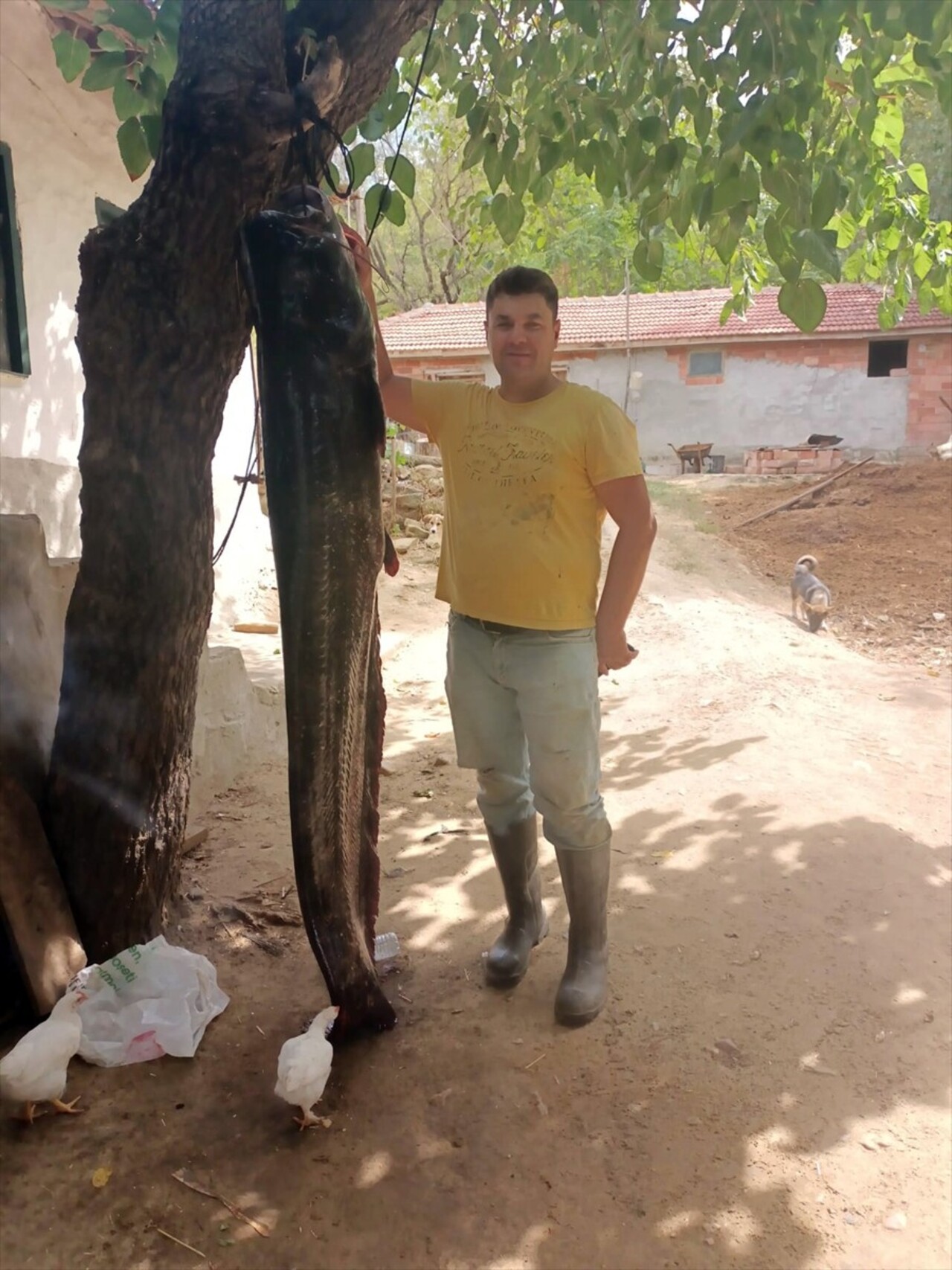 Edirne'de Meriç Nehri'nde, balıkçının ağına yaklaşık 2 metre boyunda 72 kilogramlık yayın balığı...