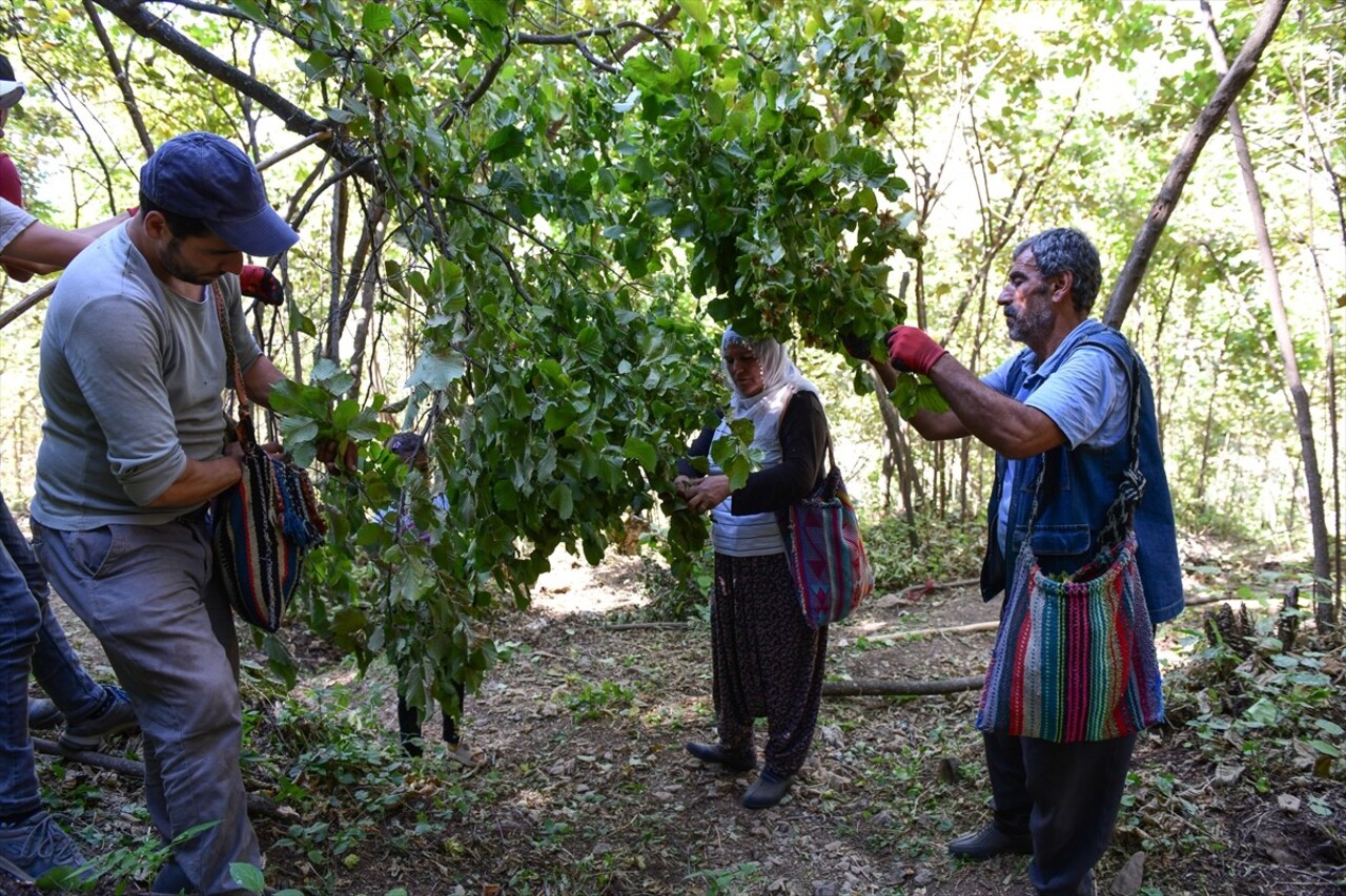 Bitlis'in Hizan ilçesinde çiftçiler, engebeli arazilerde yetiştirdikleri ağaçlarda fındık hasadı...