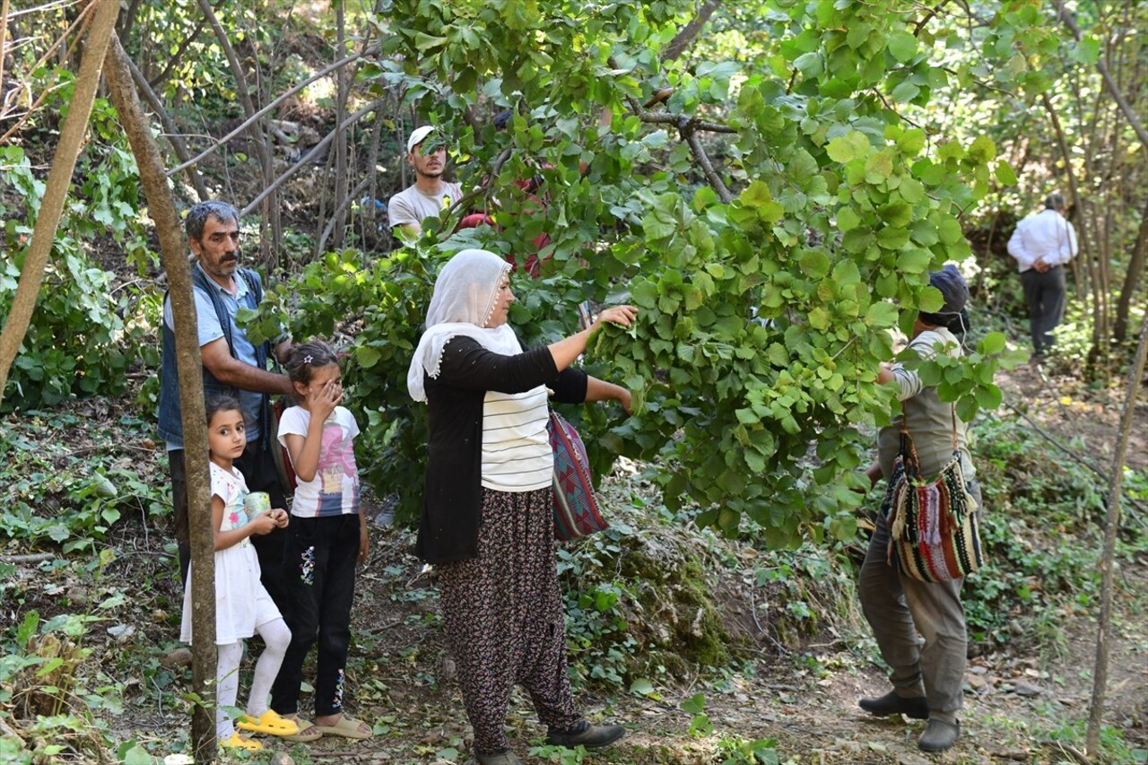 Bitlis'in Hizan ilçesinde çiftçiler, engebeli arazilerde yetiştirdikleri ağaçlarda fındık hasadı...