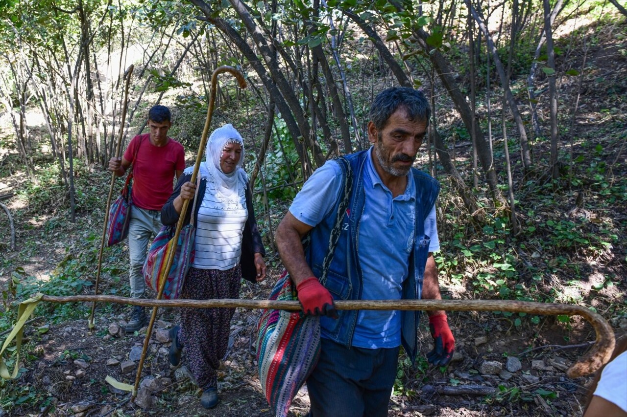 Bitlis'in Hizan ilçesinde çiftçiler, engebeli arazilerde yetiştirdikleri ağaçlarda fındık hasadı...