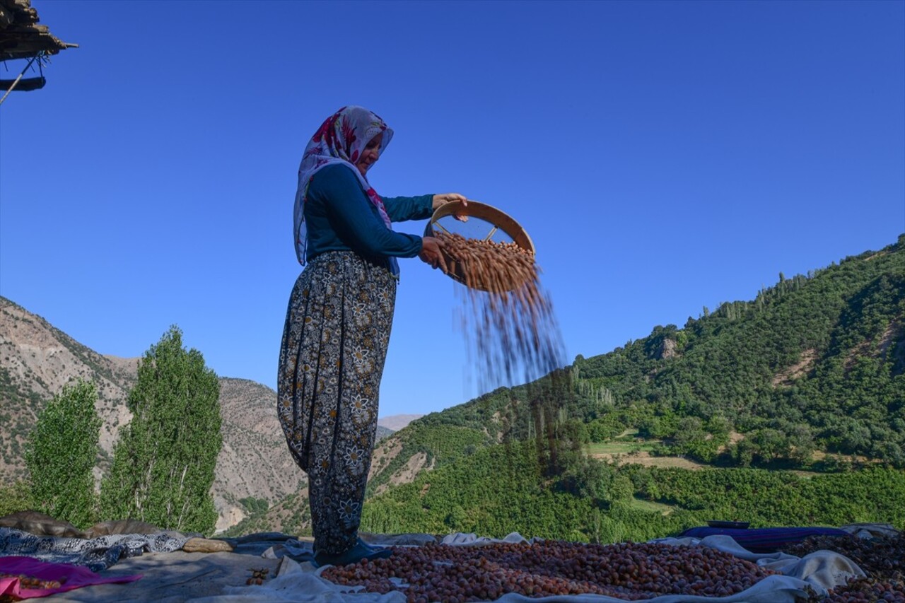 Bitlis'in Hizan ilçesinde çiftçiler, engebeli arazilerde yetiştirdikleri ağaçlarda fındık hasadı...