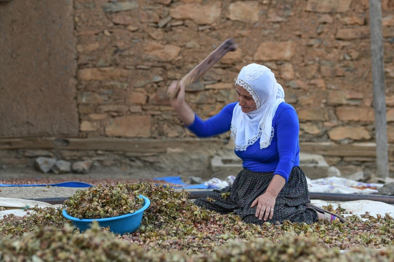 Bitlis'in Hizan ilçesinde çiftçiler, engebeli arazilerde yetiştirdikleri ağaçlarda fındık hasadı...