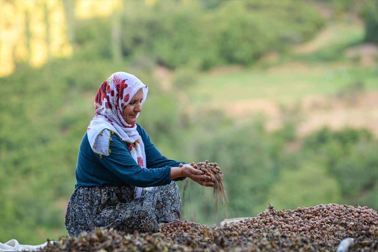 Bitlis'in Hizan ilçesinde çiftçiler, engebeli arazilerde yetiştirdikleri ağaçlarda fındık hasadı...