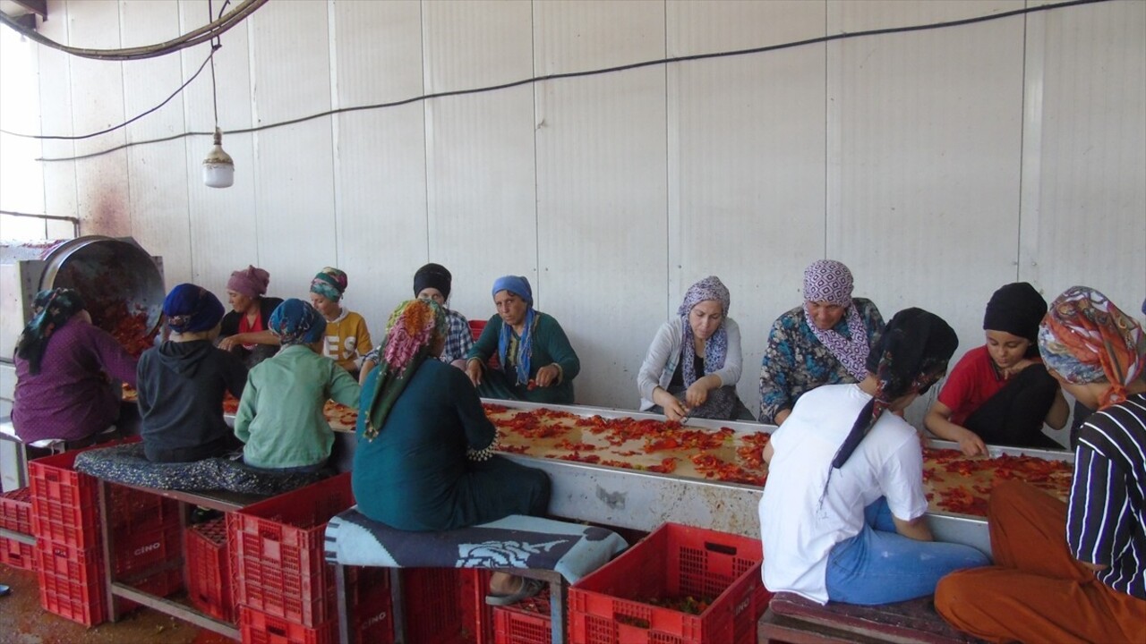 Gastronomi kenti Gaziantep'te tescilli İslahiye biberinin salça yolculuğu başladı. İşçiler...