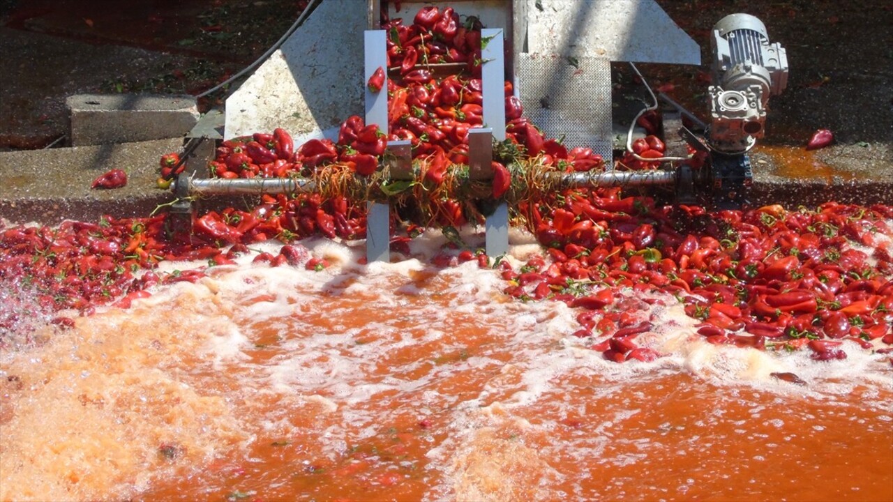 Gastronomi kenti Gaziantep'te tescilli İslahiye biberinin salça yolculuğu başladı. İşçiler...