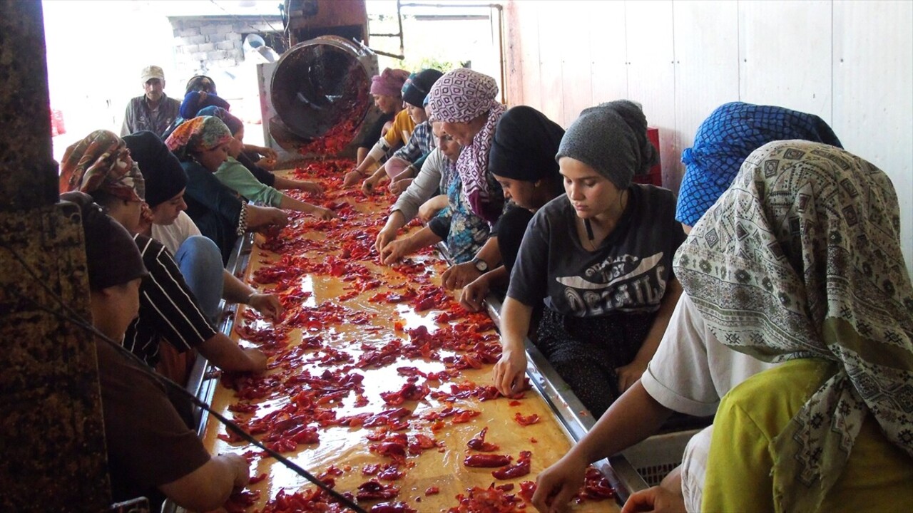 Gastronomi kenti Gaziantep'te tescilli İslahiye biberinin salça yolculuğu başladı. İşçiler...