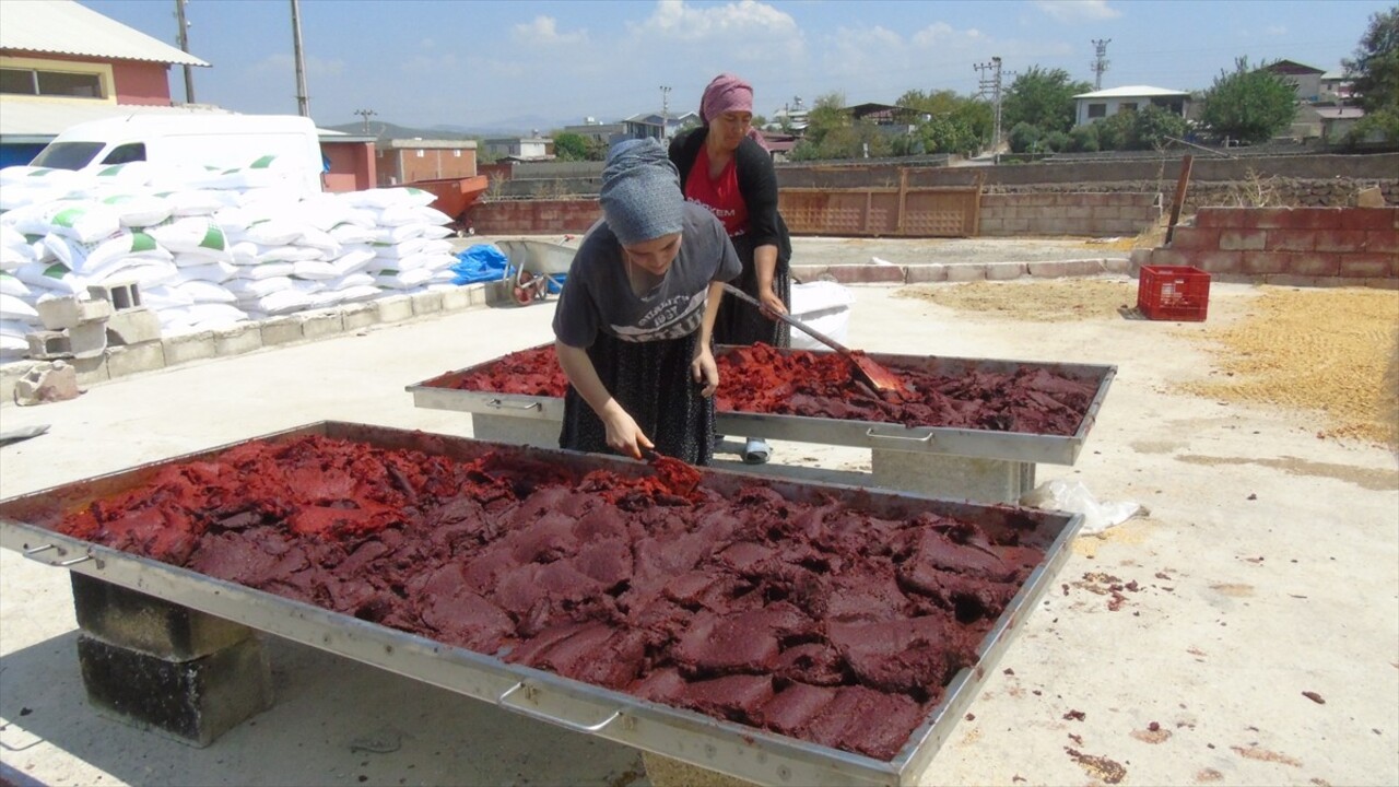 Gastronomi kenti Gaziantep'te tescilli İslahiye biberinin salça yolculuğu başladı. İşçiler...