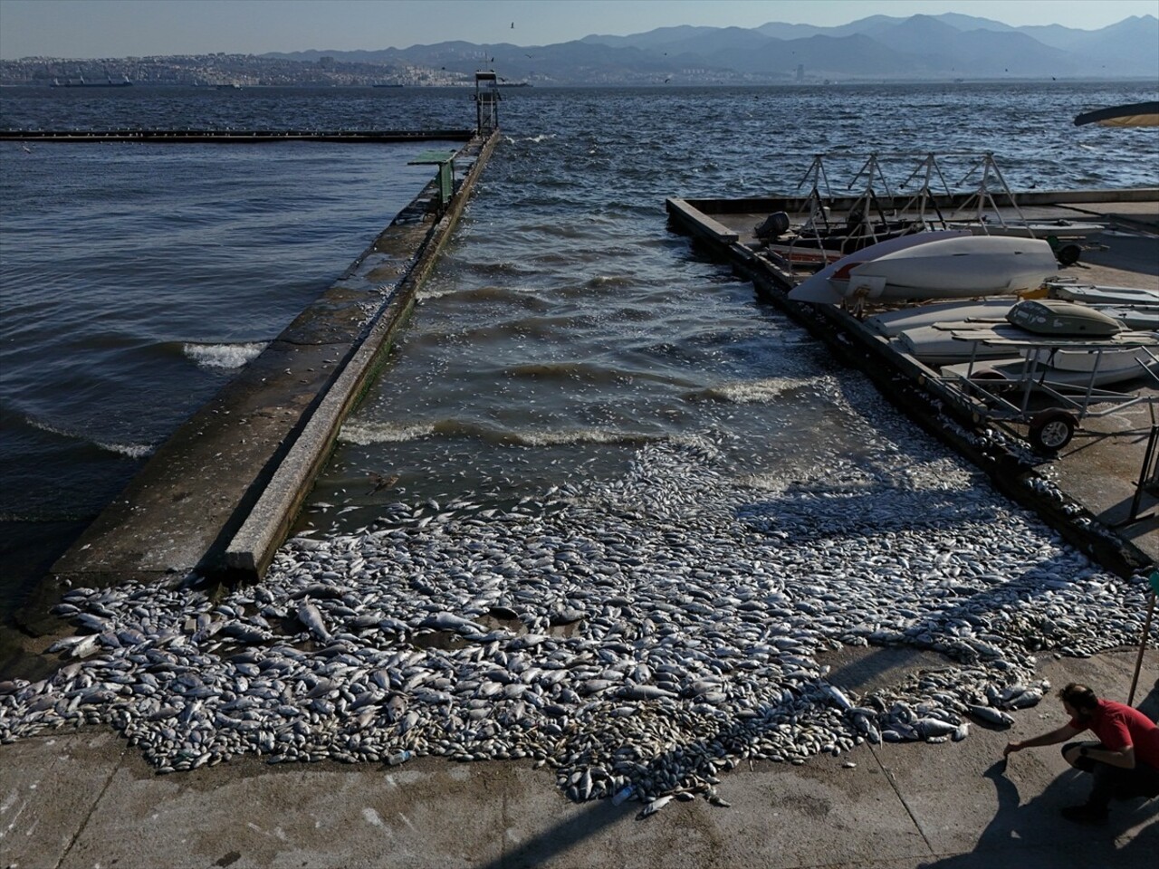 İzmir Körfezi'nde kirliliğin etkisiyle çok sayıda ölü balığın kıyıya vurduğu görüldü. Deniz suyu...