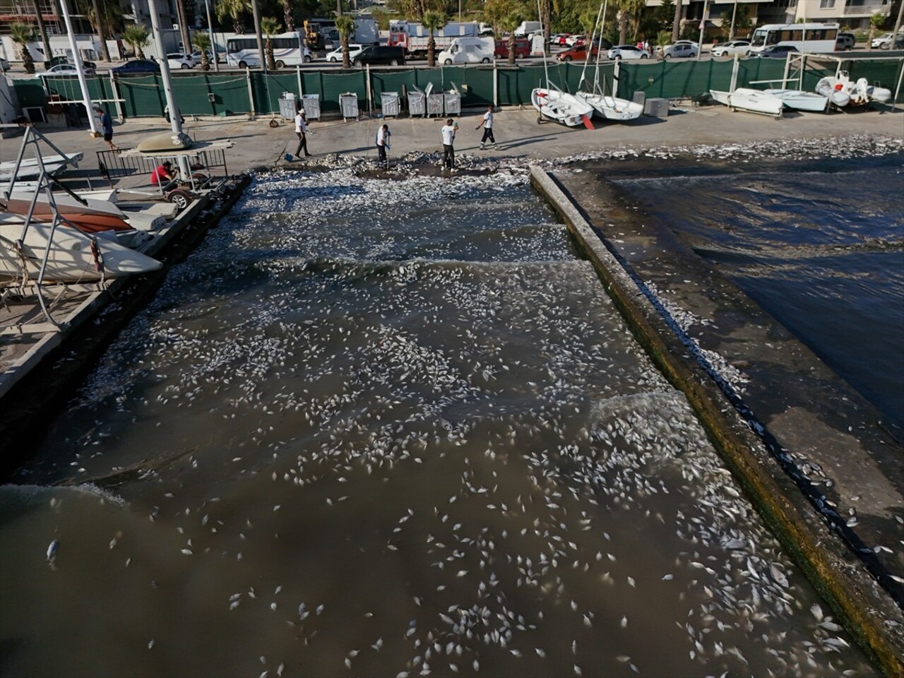 İzmir Körfezi'nde kirliliğin etkisiyle çok sayıda ölü balığın kıyıya vurduğu görüldü. Deniz suyu...