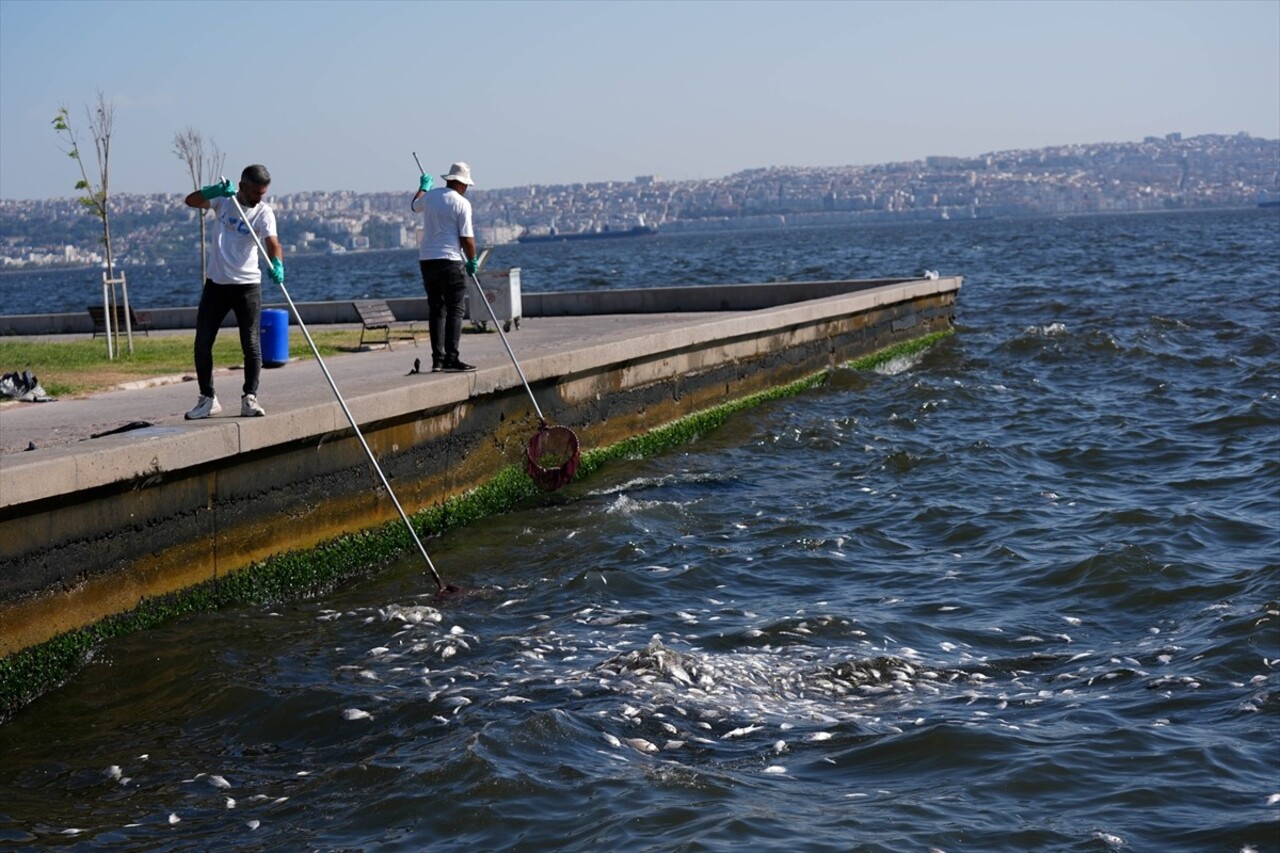 İzmir Körfezi'nde kirliliğin etkisiyle çok sayıda ölü balığın kıyıya vurduğu görüldü. Deniz suyu...