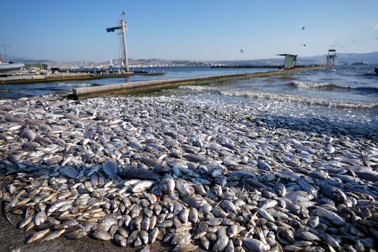 İzmir Körfezi'nde kirliliğin etkisiyle çok sayıda ölü balığın kıyıya vurduğu görüldü. Deniz suyu...