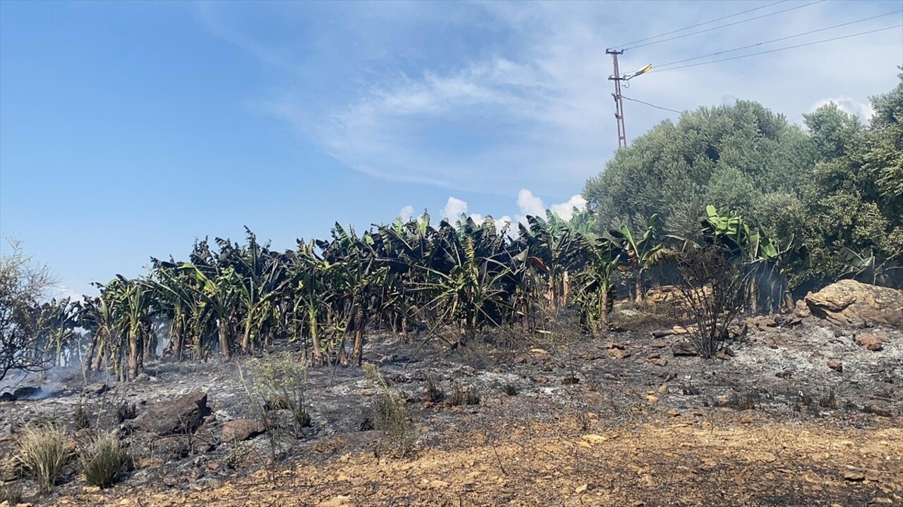 Antalya'nın Gazipaşa ilçesinde otluk alanda çıkarak muz bahçelerine sıçrayan yangın, ekiplerin...