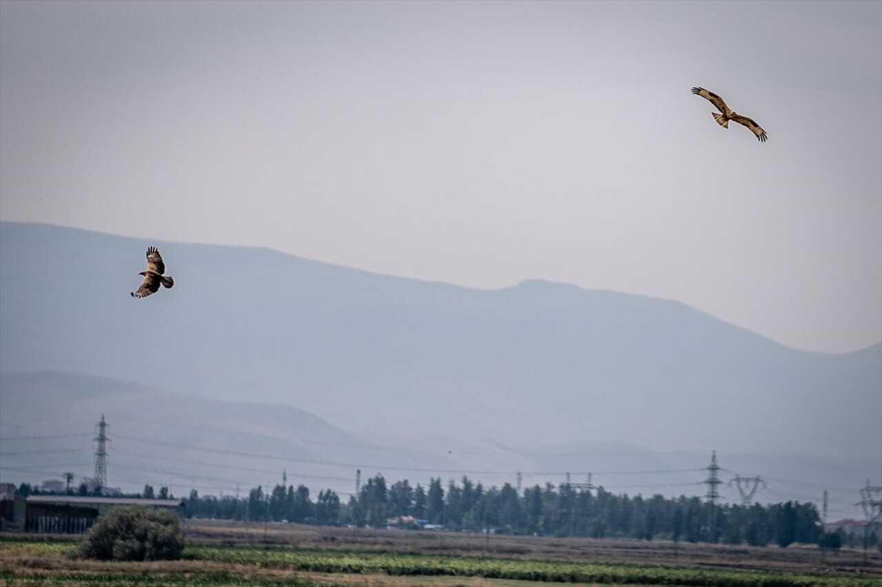 Erzurum Ovası semalarında kızıl şahinler görüntülendi. Erzurum Ovası'ndaki sulak alanlar göçe...