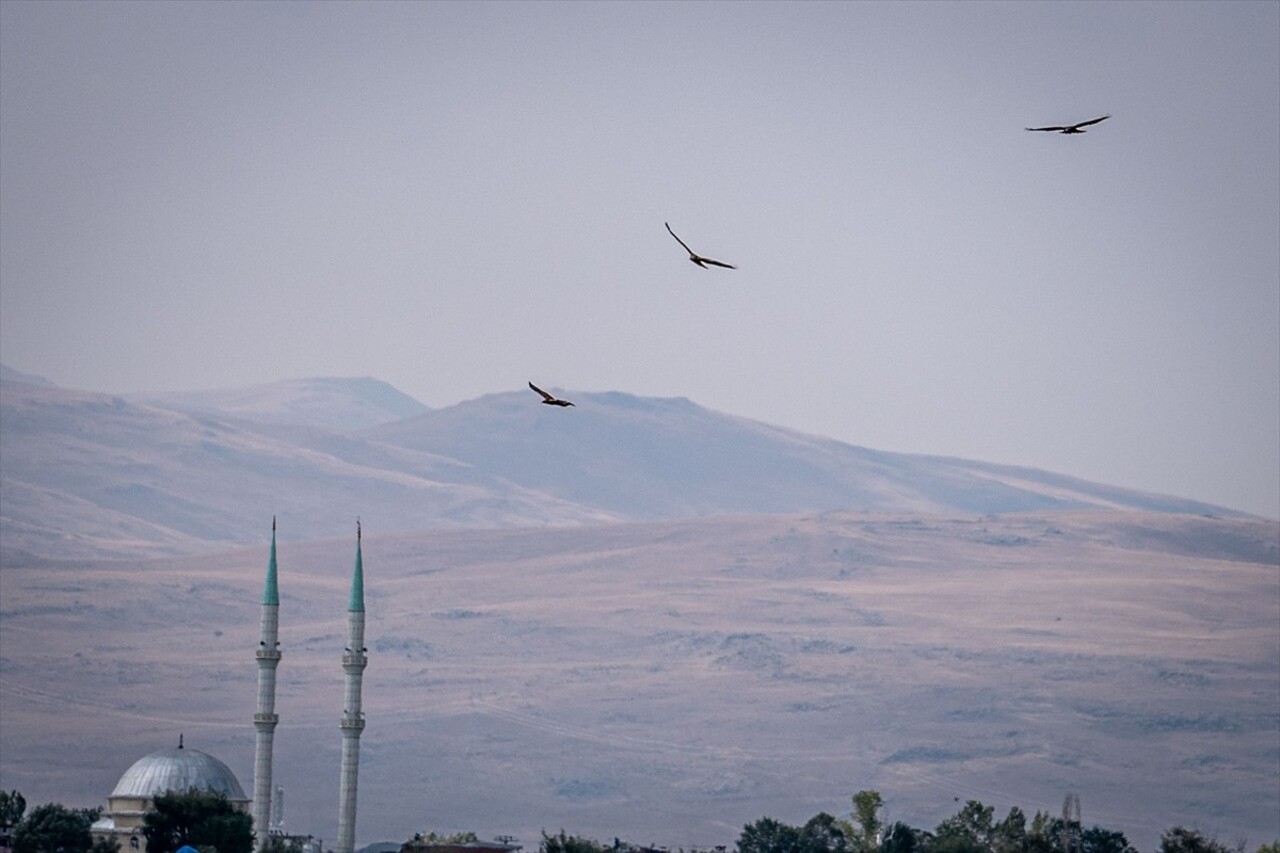 Erzurum Ovası semalarında kızıl şahinler görüntülendi. Erzurum Ovası'ndaki sulak alanlar göçe...